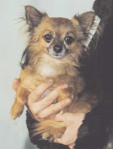 Akim v. Edlen Blut | Chihuahua 
