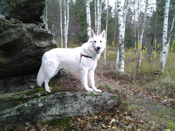 Lumokuun Brahma | White Swiss Shepherd Dog 