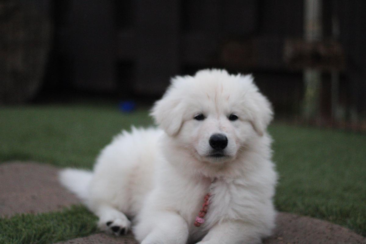 Hula Moon's Dakota | White Swiss Shepherd Dog 