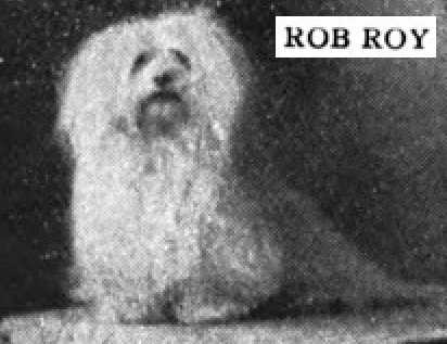 Rob Roy | Maltese 