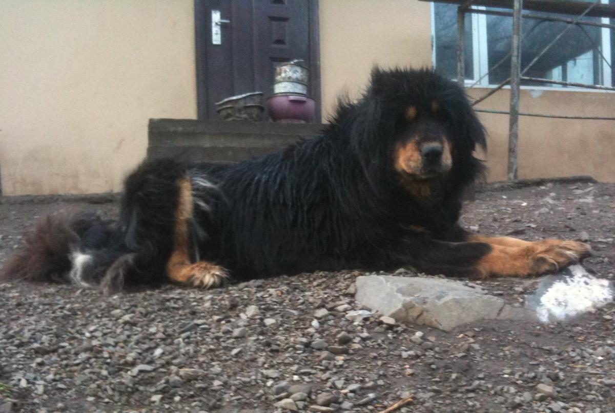 Dash Khoilog | Tibetan Mastiff 