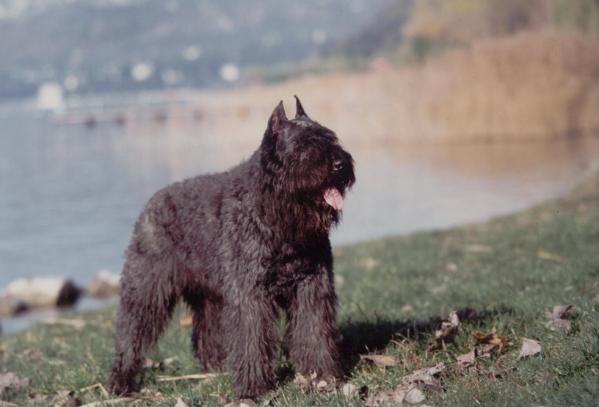 Quicksilver Dei Diavoli Di Mannekempis | Bouvier des Flandres 