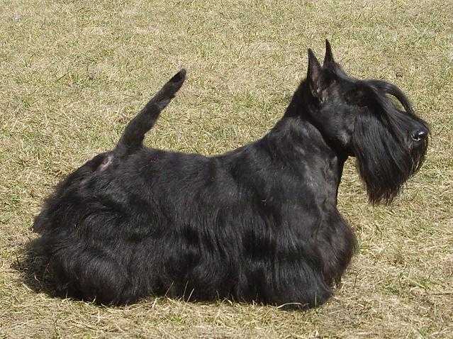 Roskots Still Wilberforce | Scottish Terrier 