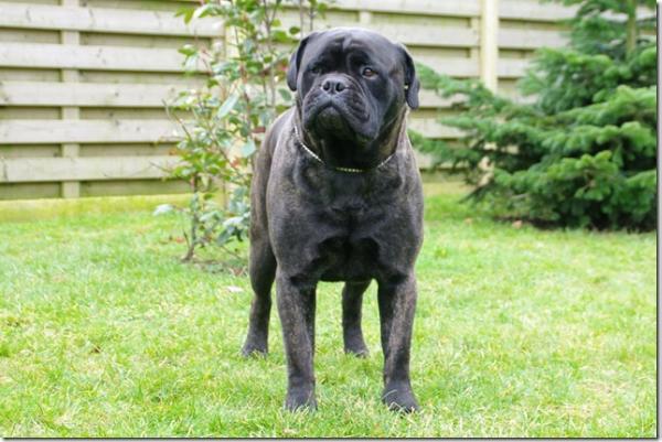 Gypsyrose of the Bumble Barns | Bullmastiff 