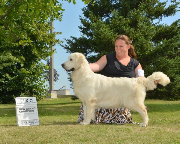 Tea Rose of the Morning Valley CCA | Golden Retriever 