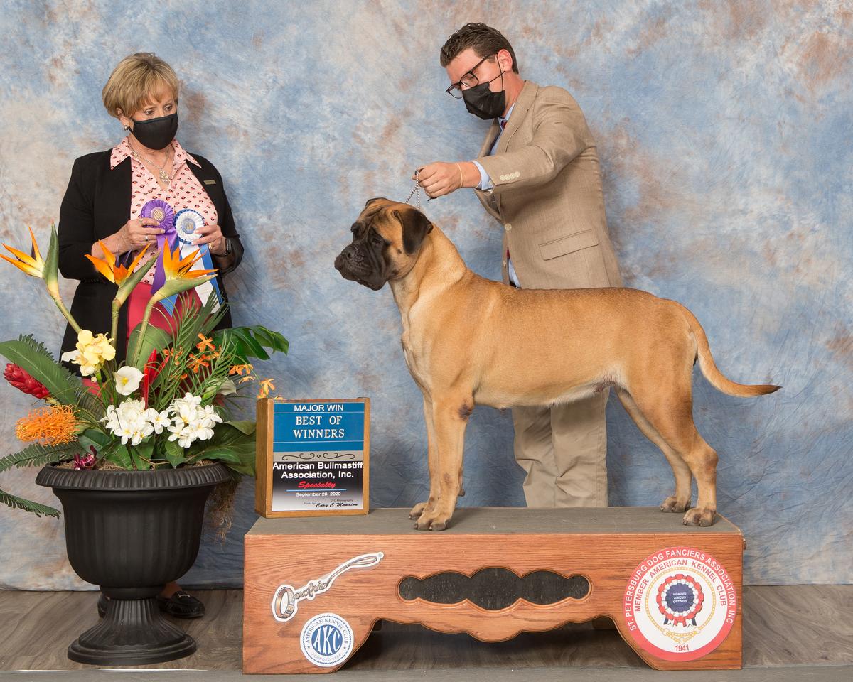 Chato's Full-Moon Lioness Sarabi | Bullmastiff 