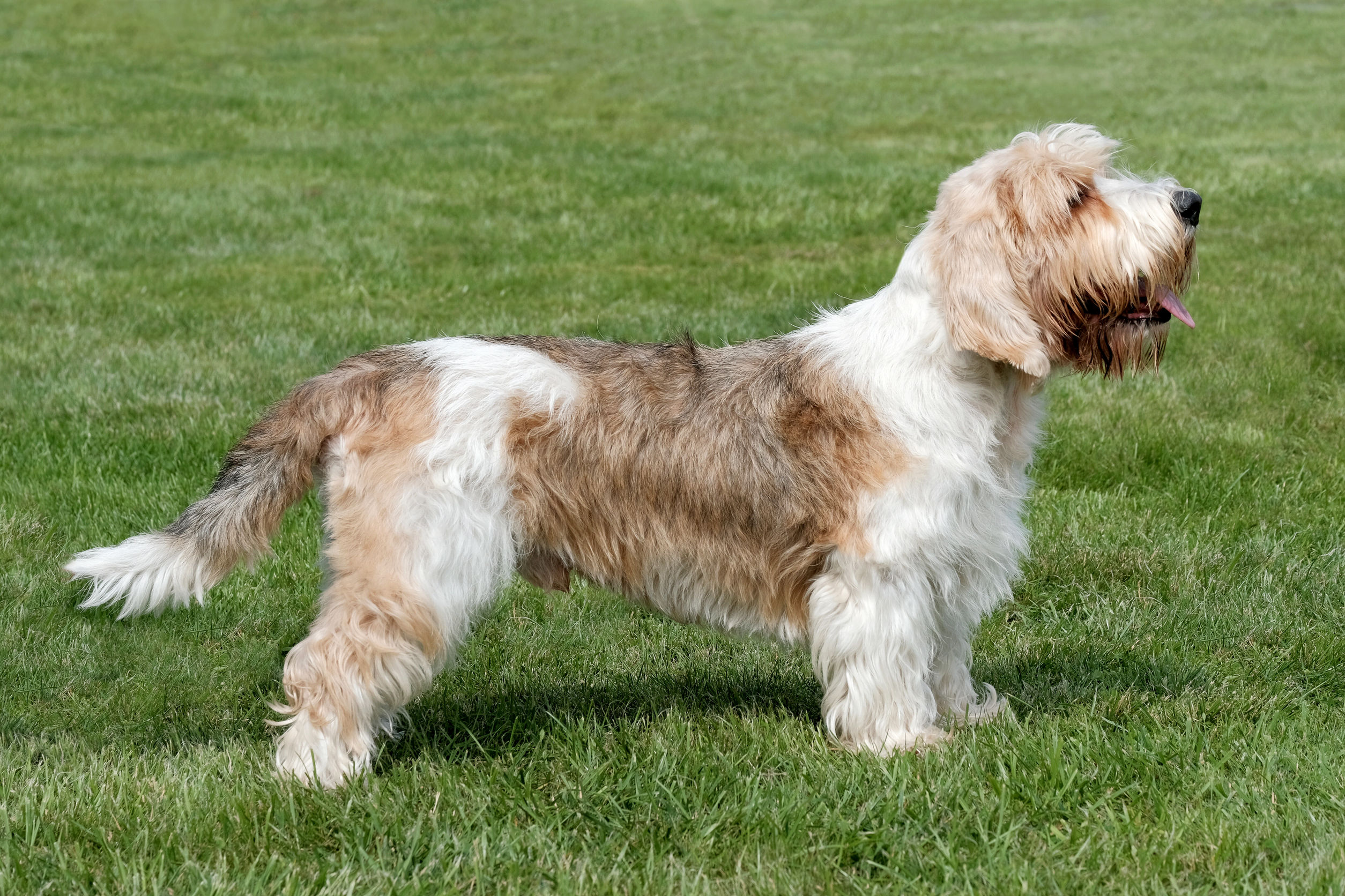 Petit Basset Griffon Vendéen