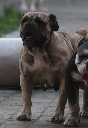 Nunley's Blues Tiger | Olde English Bulldogge 