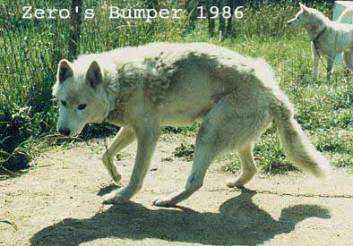 Zero’s Bumper | Siberian Husky 