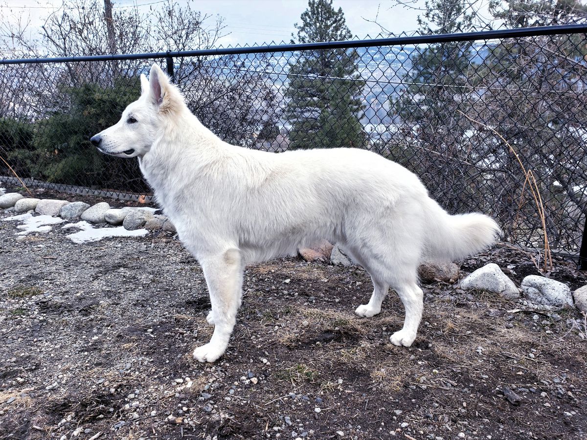 Alway's Perfect Finnaghan vom Sutumer-Grund | White Swiss Shepherd Dog 