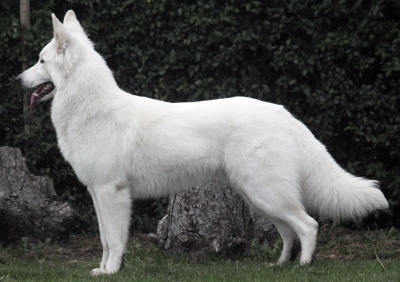 White Ace Arthos | White Swiss Shepherd Dog 