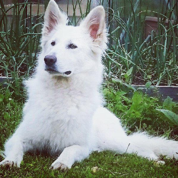 Divatorpets Cita av Mimmi | White Swiss Shepherd Dog 