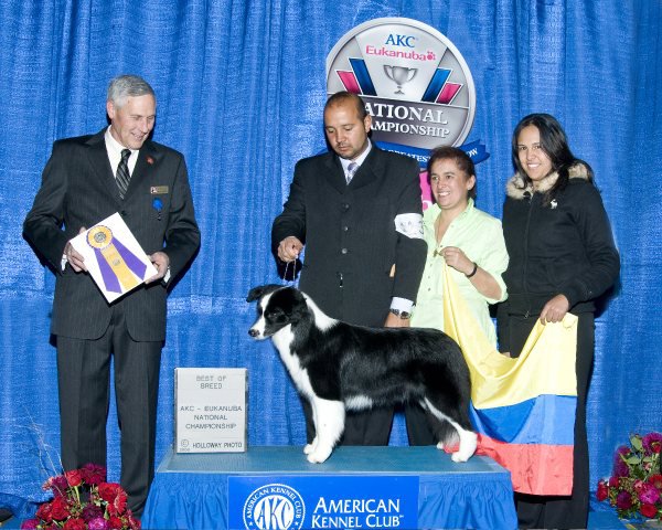 Springsunset Catch Me If Ucan | Border Collie 