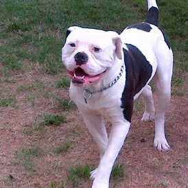 Bcb goober bull | American Bulldog 