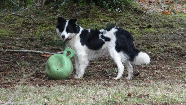 Thatll Do Later | Border Collie 