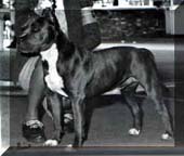 Saben's Blue Max | American Staffordshire Terrier 