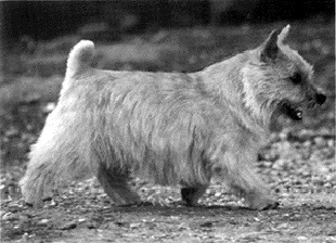 ELVE THE WICKED | Norwich Terrier 