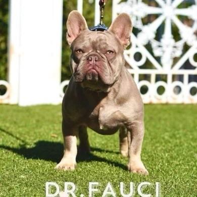 Dr Fauci | French Bulldog 