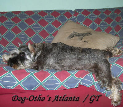 Dog-Otho¿s Atlanta / GT | Miniature Schnauzer 