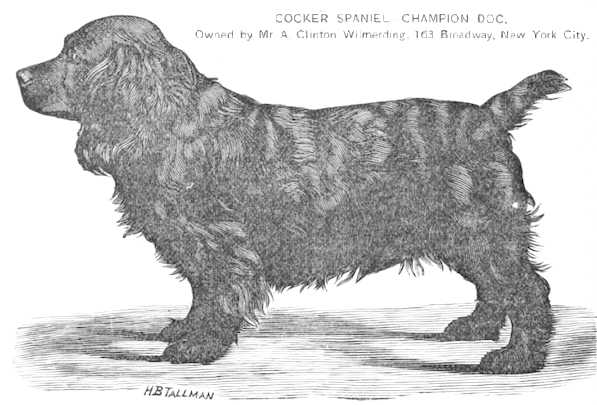 Doc [Mr. A. Clinton Wilmerding's] | American Cocker Spaniel 