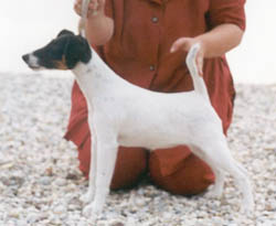 Agria Prefecta | Smooth Fox Terrier 