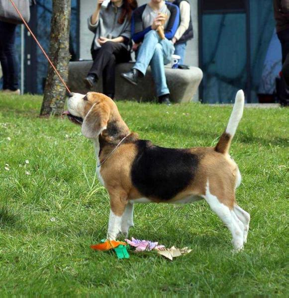 Hazel Su Charizma | Beagle 