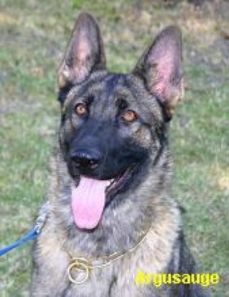 Bella von der Brünner Strasse | German Shepherd Dog 