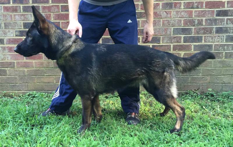 Gwenda z Eurosportu | German Shepherd Dog 