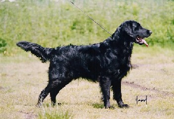 Pepper's Reflection My Corno di Toro | Flat-Coated Retriever 