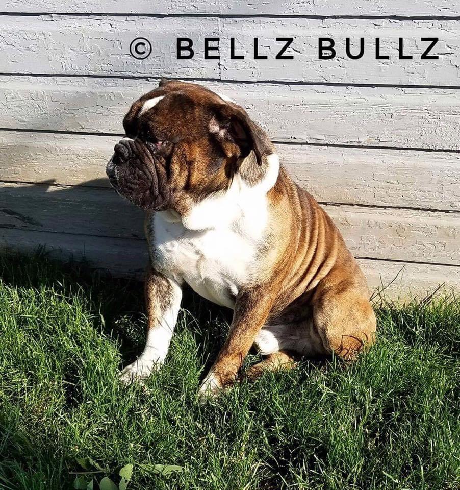 Bellz Bullz' Hugo | Olde English Bulldogge 