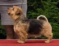 Terravirtus Edinburgh Duke | Norfolk Terrier 