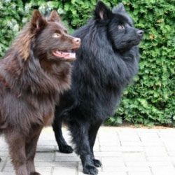 YANOSCH VON DER ARNOLD´S EICHE | German Spitz 