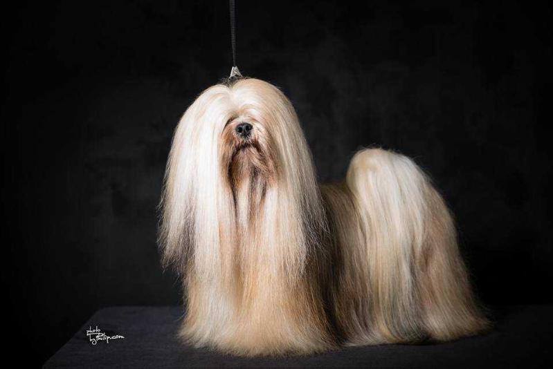 CHIC CHOIX HEAR NO EVIL | Lhasa Apso 