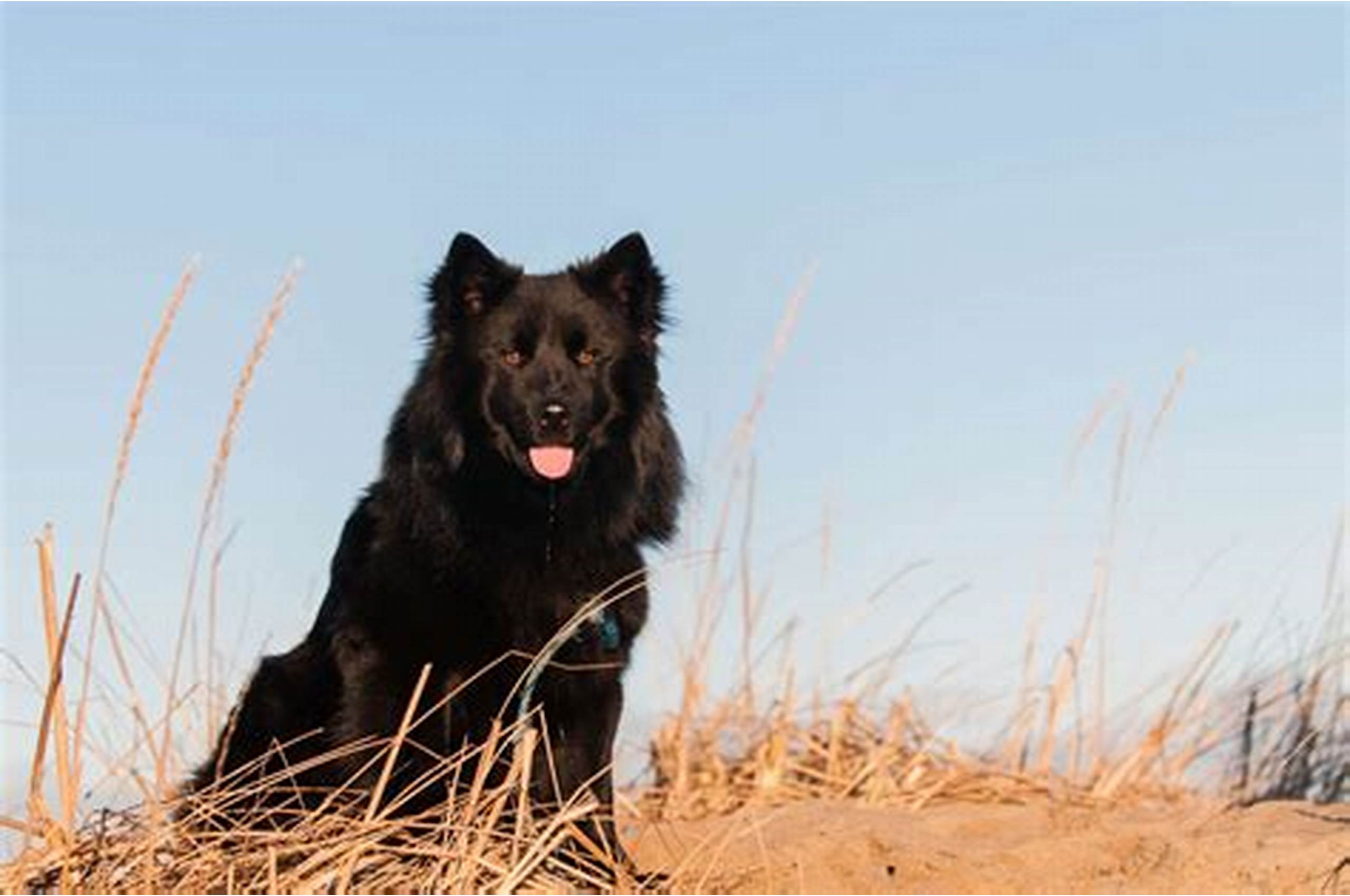 Swedish Lapphund