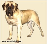 Swainsi Hugo boss | Mastiff 