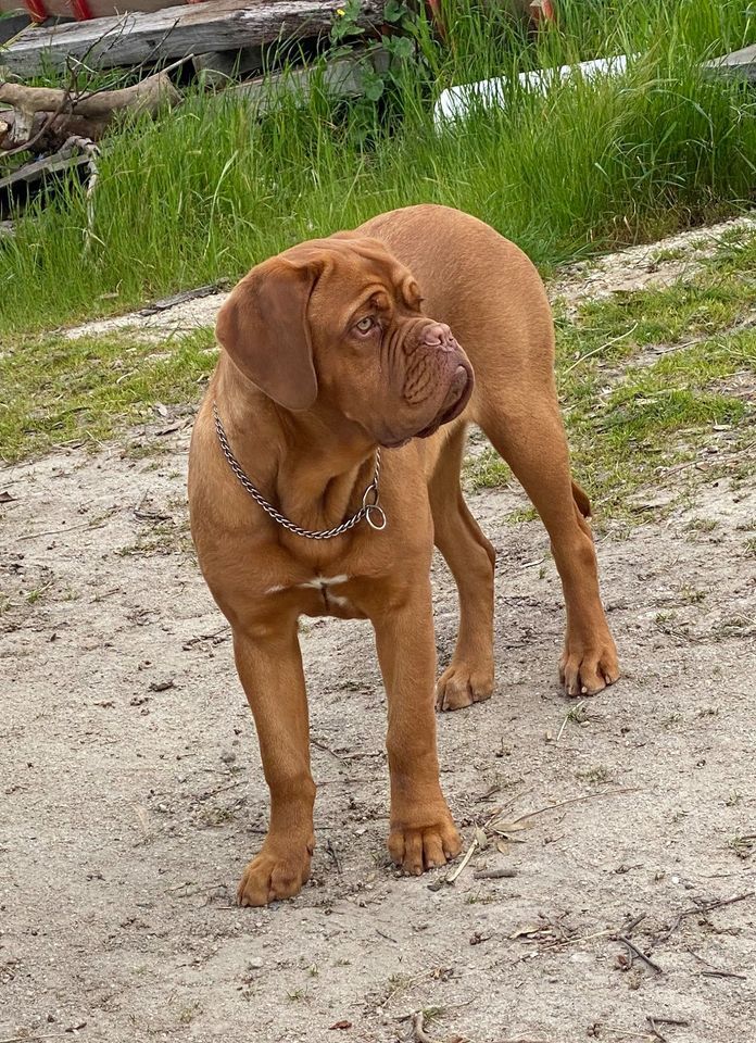 Moloscyg la fée verte | Dogue de Bordeaux 