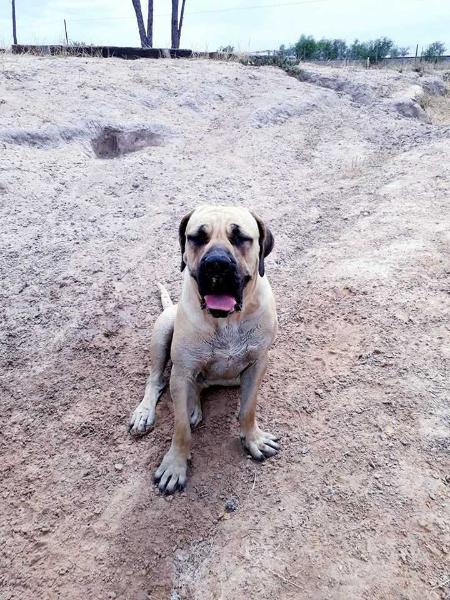 IGballo Lulu Hashtag | African Boerboel 