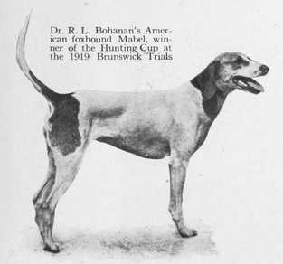 Mabel (~1920) (Dr. R.L. Bohanan's) | American Foxhound 