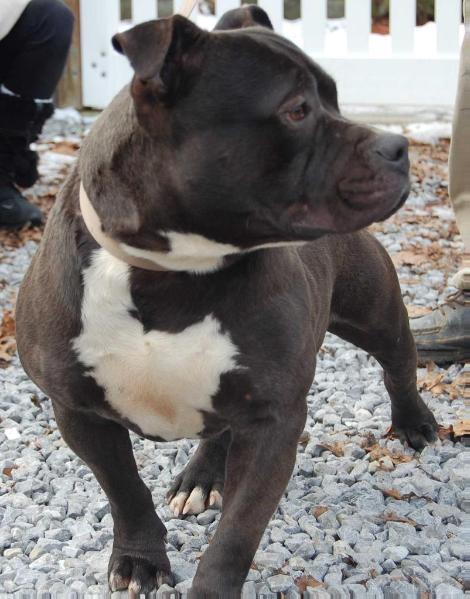 Ghost of Major Payne | American Pit Bull Terrier 