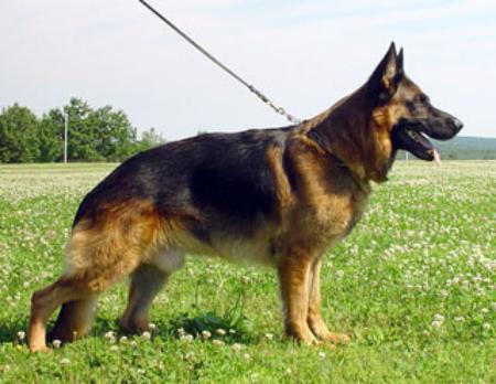 Gildo vom Schloss Runding | German Shepherd Dog 