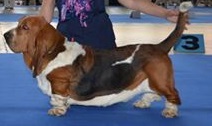 Cheyney Od Berounky | Basset Hound 