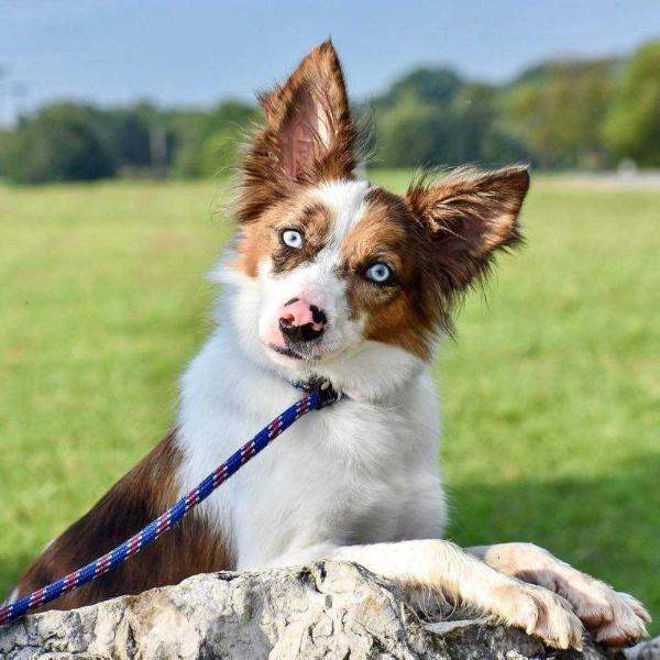 Vastayan Rebel ABC 444619 | Border Collie 