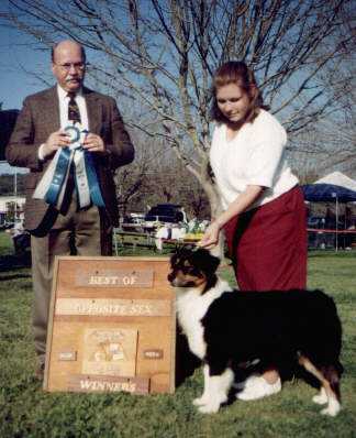 Outlaw's Saloon Girl of Old West | Australian Shepherd 