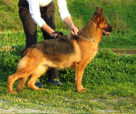 Rika nemini secundus | German Shepherd Dog 