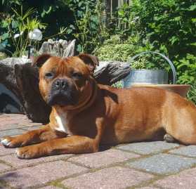 Paddy of Celtic Staff`s | Staffordshire Bull Terrier 