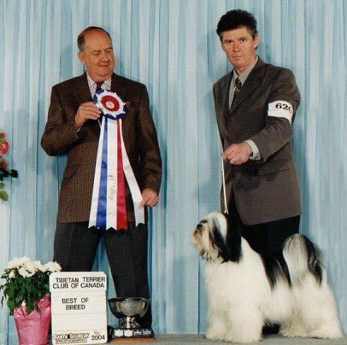 SAMSARA KNOCKOUT AT COLLEDGE | Tibetan Terrier 