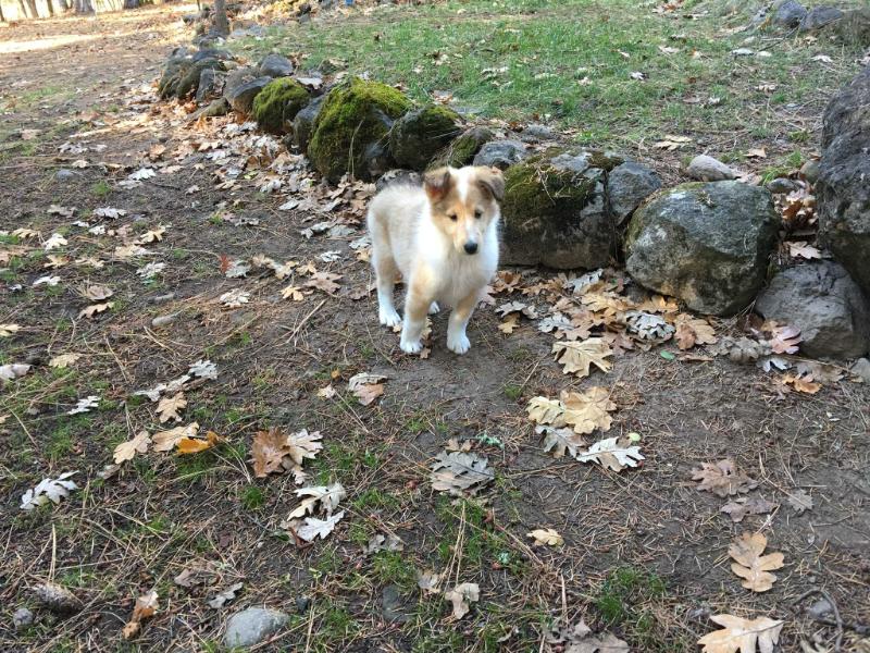 Lana | Rough Collie 