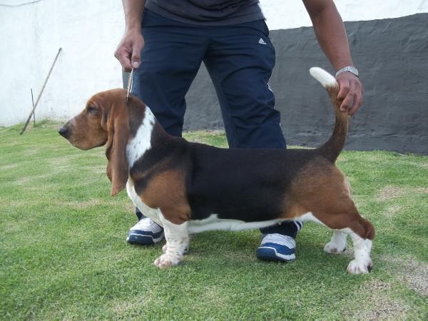 katulos hounds burbuja | Basset Hound 