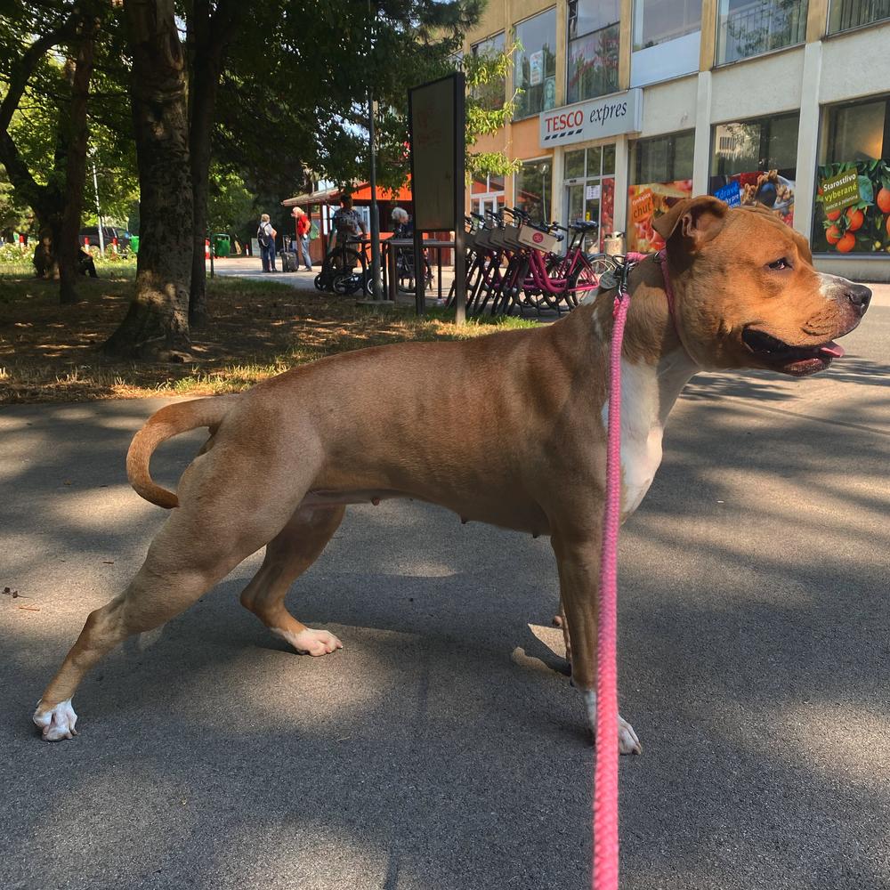 Donathela Karkula | American Staffordshire Terrier 