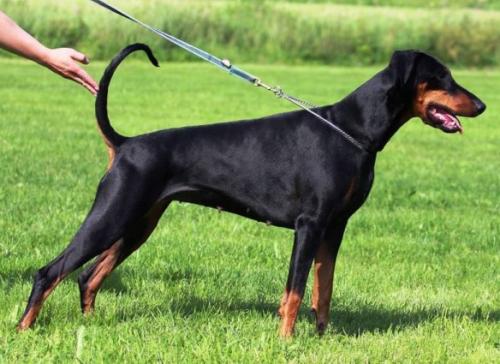 Minex Bonnie | Black Doberman Pinscher